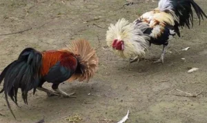 Đá Gà Sabong tại SunWin