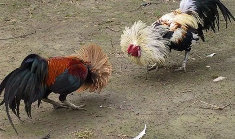 Đá Gà Sabong tại SunWin