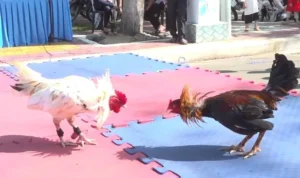 Đá Gà GA28 SunWin