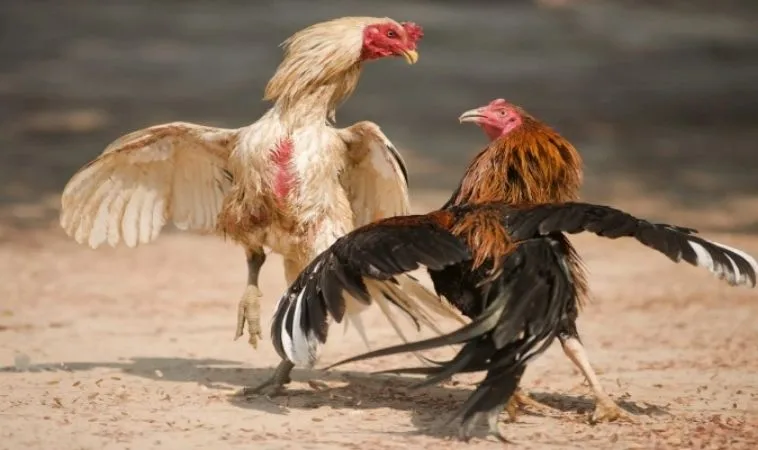 Sảnh Đá Gà Sabong tại SunWin quy tụ nhiều chiến kê dũng mãnh
